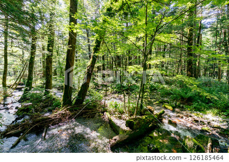 <Nagano> Kamikochi virgin forest scenery 126185464