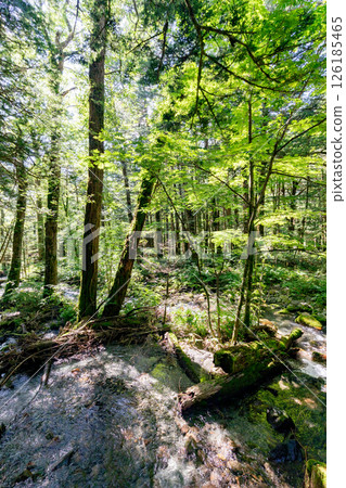 <Nagano> Kamikochi virgin forest scenery 126185465