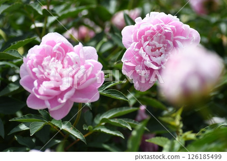 Peony Ofuna Flower Center Peony Ofuna Flower Center 126185499