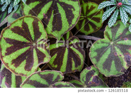 Close-up of Begonia solimutata (Sun Changing Begonia) leaves showing iridescent color shift. Rare tropical plant for collectors 126185518