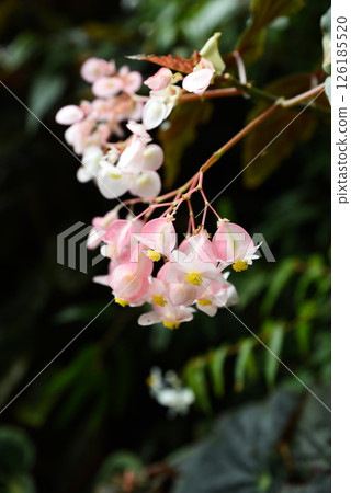 Pink Begonia thurstonii flowers with spotted leaves (family Begoniaceae) in Singapore tropical greenhouse. A popular ornamental species for shaded garden 126185520