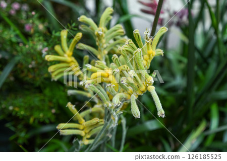 Bright yellow Anigozanthos flavidus, the kangaroo paw or Evergreen Kangaroo Paw. Unusual curved blooms in a Singapore botanical setting. Bright yellow Anigozanthos flavidus, the kangaroo paw or Evergreen Kangaroo Paw. Unusual curved blooms in a Singapore botanical setting. 126185525