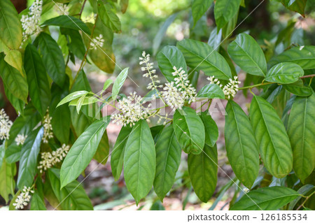 Itea chinensis Itea chinensis 126185534