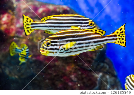 Lined sweetlips glides through tropical reef showing bright yellow tail and bold striped body pattern 126185549