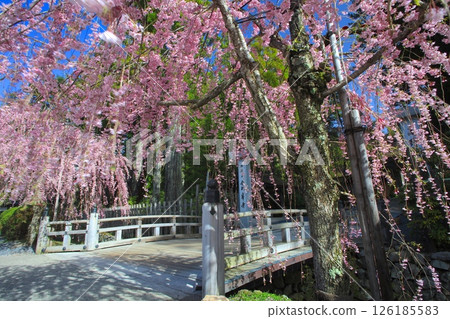 金剛峰寺的重瓣紅色垂枝櫻花 / 世界遺產 / 平成百景 金剛峰寺的重瓣紅色垂枝櫻花 / 世界遺產 / 平成百景 126185583