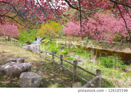 Makino Takahara Senbon Sakura / double cherry trees in full bloom and fresh green / Lake Biwa National Quarantine Park 126185596