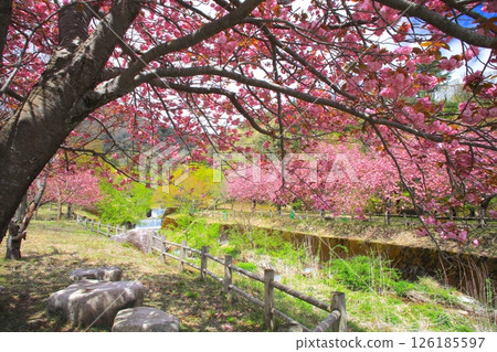 Makino Takahara Senbon Sakura / double cherry trees in full bloom and fresh green / Lake Biwa National Quarantine Park 126185597