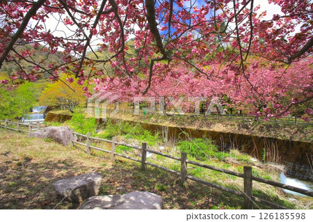 Makino Takahara Senbon Sakura /盛開的雙櫻桃樹和新鮮的綠色/琵琶湖國家檢疫公園 126185598