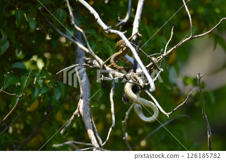 Snake swallowing birds on the tree (Tachikawa Park / Tachikawa City, Tokyo) Snake swallowing birds on the tree (Tachikawa Park / Tachikawa City, Tokyo) 126185782