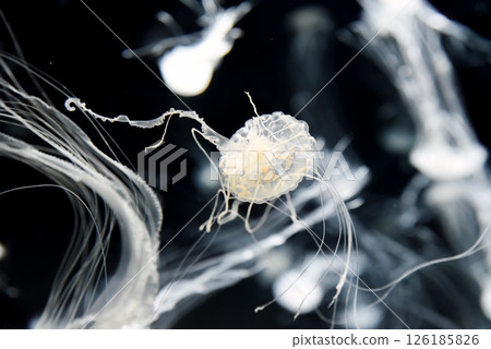 The Chrysaora pacifica jellyfish pulses with quiet elegance, its ghostly form a vision of minimalist beauty in the dark aquarium expanse. The Chrysaora pacifica jellyfish pulses with quiet elegance, its ghostly form a vision of minimalist beauty in the dark aquarium expanse. 126185826