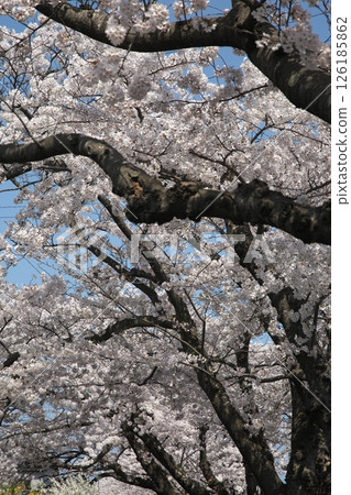 Cherry blossoms blooming‗240413‗036 Cherry blossoms blooming‗240413‗036 126185862