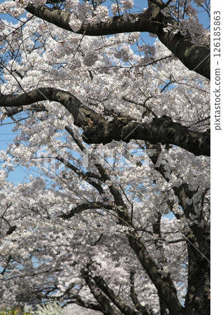 櫻花盛開‗240413‗035 櫻花盛開‗240413‗035 126185863