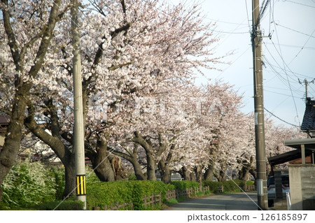 Cherry blossoms blooming‗240413‗002 Cherry blossoms blooming‗240413‗002 126185897