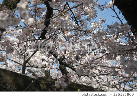 Cherry blossoms blooming ‗240413‗-96 Cherry blossoms blooming ‗240413‗-96 126185900