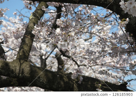 櫻花盛開‗240413‗093 126185903