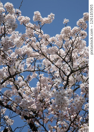 Cherry blossoms blooming ‗240413‗091 Cherry blossoms blooming ‗240413‗091 126185905