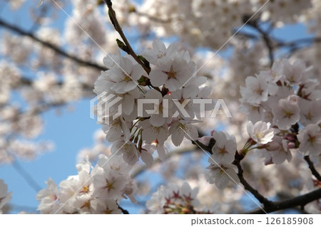 櫻花盛開‗240413‗088 櫻花盛開‗240413‗088 126185908