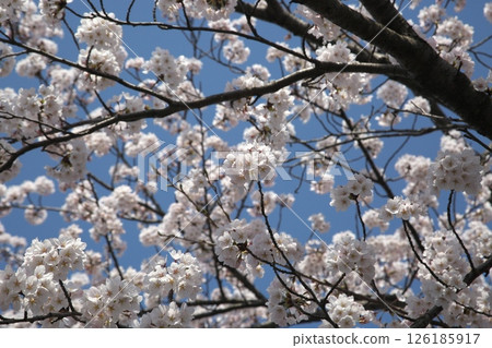 櫻花盛開‗240413‗098 126185917