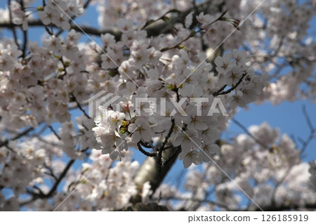 櫻花盛開‗240413‗078 櫻花盛開‗240413‗078 126185919