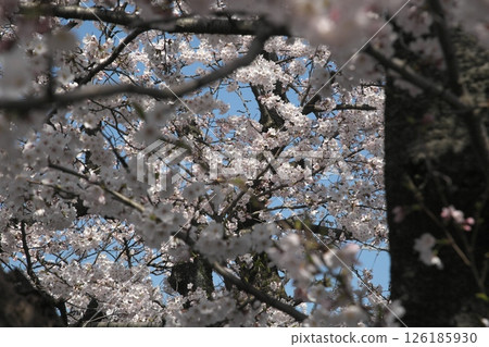 Cherry blossoms blooming ‗240413‗067 Cherry blossoms blooming ‗240413‗067 126185930