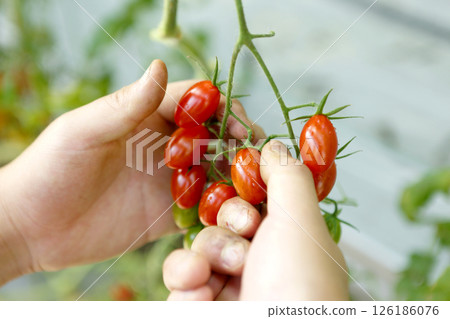 Harvesting red cherry tomatoes Harvesting red cherry tomatoes 126186076