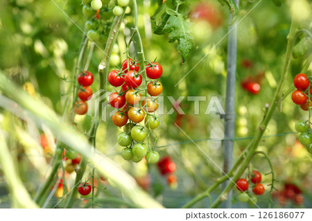 Cherry tomatoes turning red before harvest Cherry tomatoes turning red before harvest 126186077