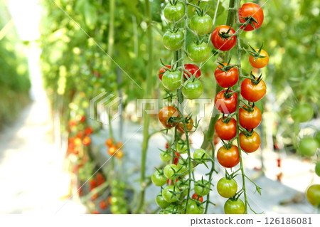 Cherry tomatoes turning red before harvest Cherry tomatoes turning red before harvest 126186081