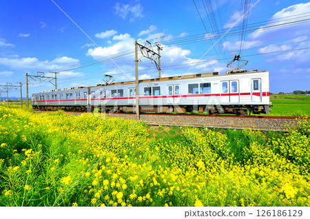 行駛在油菜花田中的東武伊勢崎列車 126186129