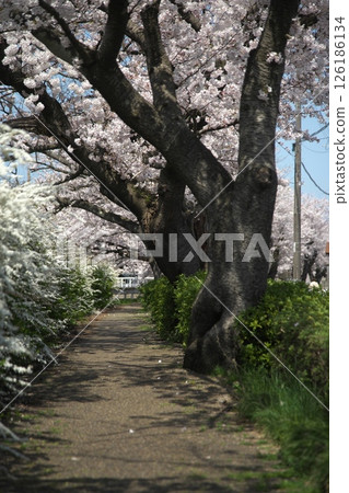 櫻花盛開‗240413‗196 126186134