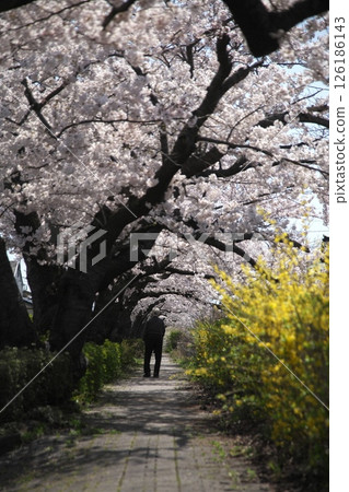 Cherry blossoms blooming‗240413‗187 126186143