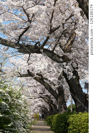 櫻花盛開‗240413‗156 126186174
