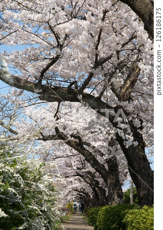 櫻花盛開‗240413‗155 126186175