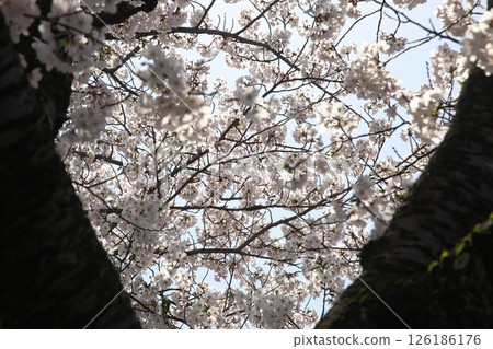 櫻花盛開‗240413‗154 126186176