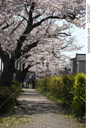 Cherry blossoms blooming ‗240413‗123 Cherry blossoms blooming ‗240413‗123 126186207