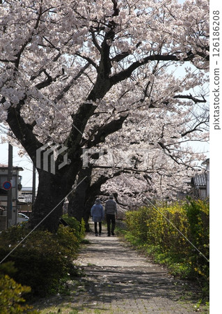 櫻花盛開‗240413‗122 126186208