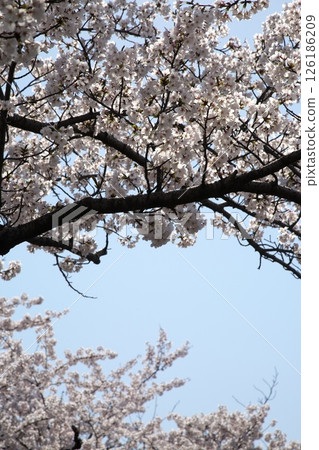 Cherry blossoms blooming ‗240413‗121 Cherry blossoms blooming ‗240413‗121 126186209