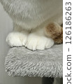 Cat's hand 126186263