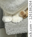 Cat's hand 126186264