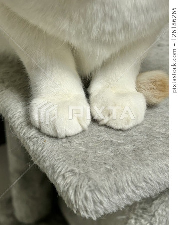 Cat's hand 126186265