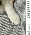 Cat's hand 126186266
