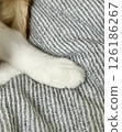 Cat's hand 126186267