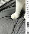 Cat's hand 126186268