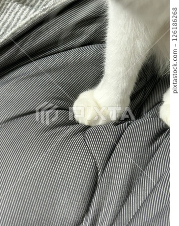 Cat's hand 126186268