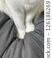 Cat's hand 126186269