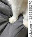 Cat's hand 126186270