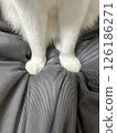 Cat's hand 126186271