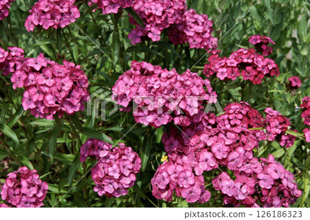 粉紅美人撫子 126186323