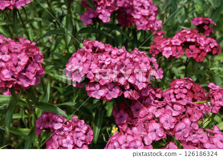 粉紅美人撫子 126186324