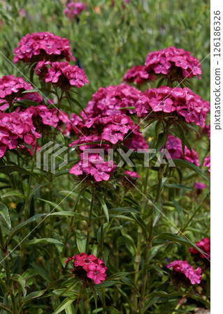 Pink Beauty Nadeshiko 126186326