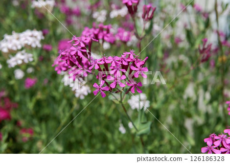 小粉紅花，石竹 石竹 126186328